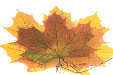 Кленовый лист