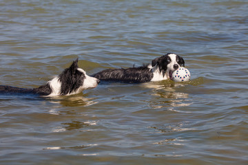 Border Collies