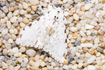 White moth on the pebbles