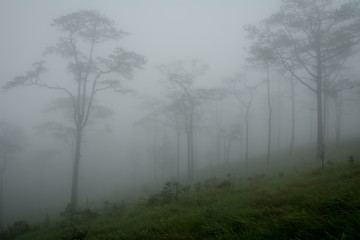 Obraz na płótnie Canvas Land of Mist
