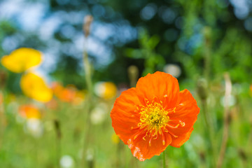 Fototapeta premium ポピー畑