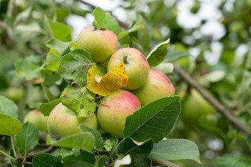 Apfelbaum / Apfelbaum mit reifen Äpfeln