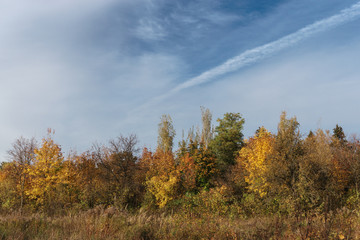autumn trees, blue sky