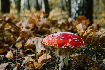 Amanita among fallen leaves