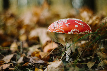 Amanita among fallen leaves