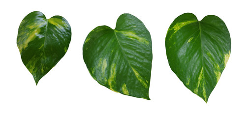 Heart shaped green yellow vine leaves set, devil's ivy, golden p