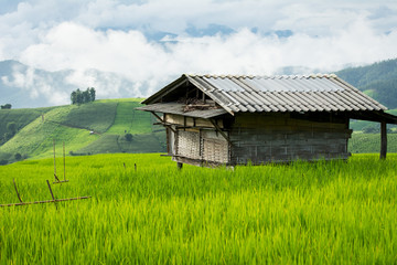 In rice terraces
