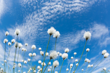 Flowering cotton grass on a background of blue sky