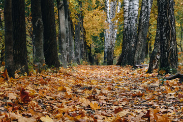 Autumn fallen leaves of the trees in the park