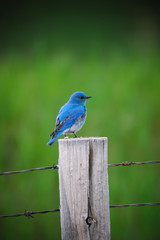 Mountain Bluebird (Sialia currucoides)