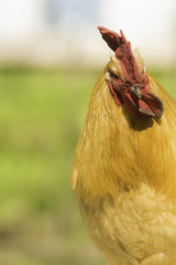 Dreamy Chicken Closeup