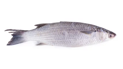 Photo sur Plexiglas Poisson Mulet gris ou poisson mulet à tête plate (Mugil cephalus) isolé sur