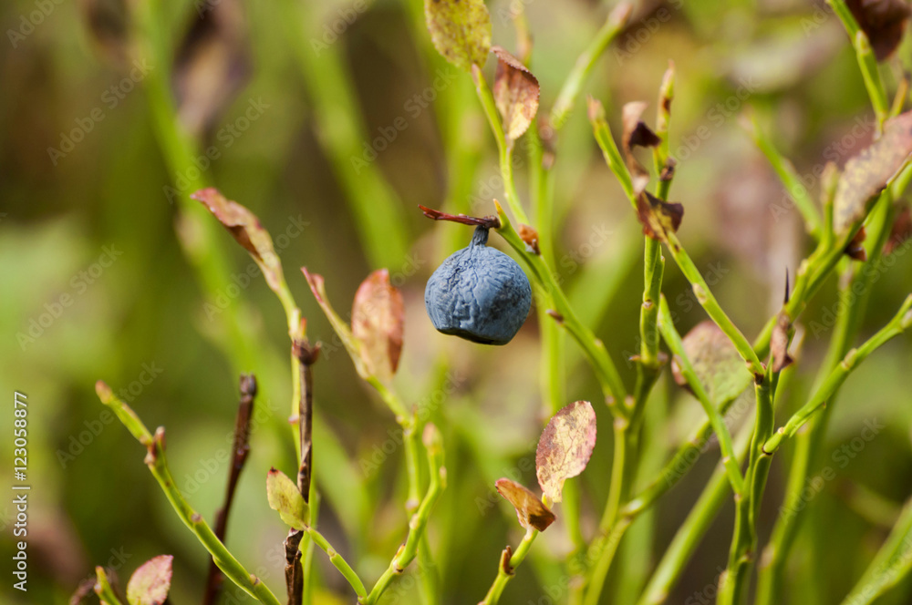 Wall mural Closeup of blueberry on bush