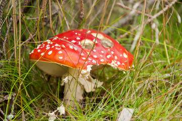 Amanita muscaria in forest