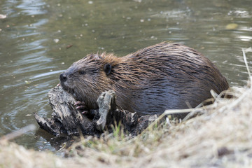 Young Beaver Chewing on Stump