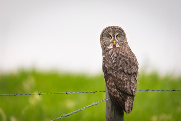 Great Gray Owl (Strix nebulosa)
