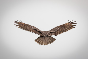 Great Gray Owl (Strix nebulosa)