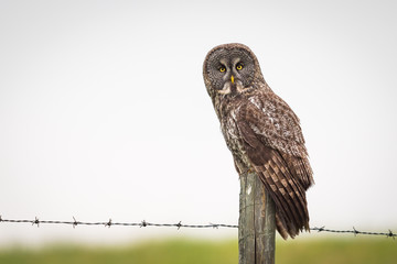 Great Gray Owl (Strix nebulosa)