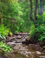 Obraz premium forest landscape with rocks in a sunny day