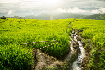 Obraz premium In rice terraces