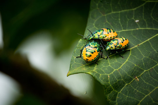 ladybug on a green leaf macro