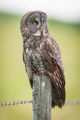 Great Gray Owl (Strix nebulosa)