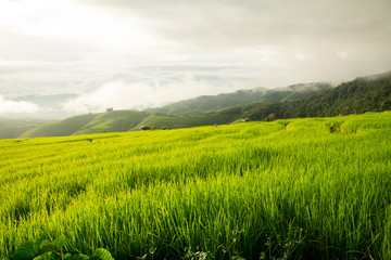 Obraz premium In rice terraces