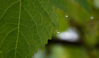 A drop of dew on a green sheet of grapes.