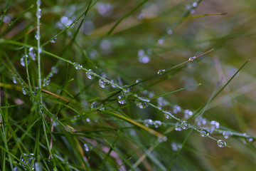 Fresh green grass with dew drops closeup. Nature Background