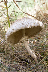 Parasol mushroom in the autumn forest.