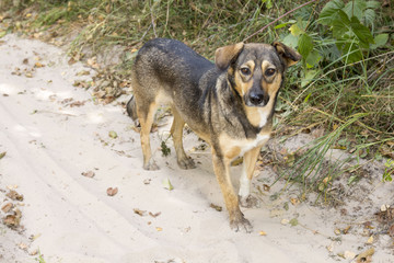 Stray dog in the woods, hungry and tired.