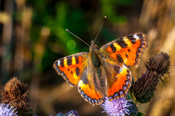 Schmetterling