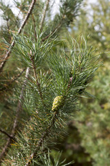 Green cones of the pine bedikah. tree, pinecone, nature.