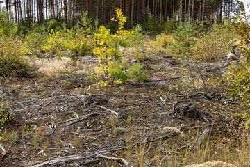 Deforestation by mankind.