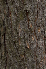 Texture pine bark. The background of a healthy tree.