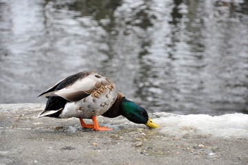 Male Mallard searches for food in the melting snow