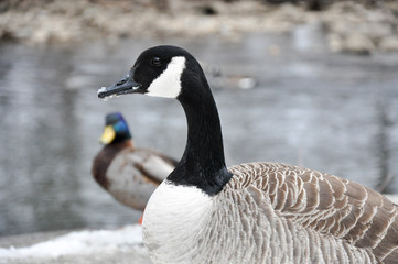 Female Canadian Goose stands before a creek