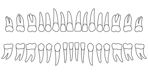 Set of teeth, diagram front side of tooth of an adult, chart, vector illustration for print or design dental website