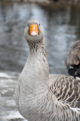 swan goose with orange bill facing camera
