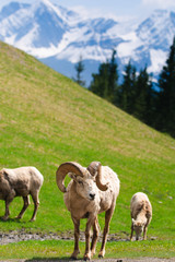 Rocky Mountain Big Horned Sheep