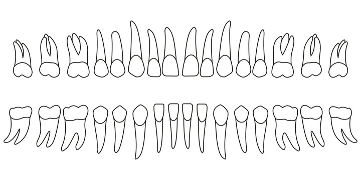 Set of teeth, diagram front side of tooth of an adult, chart, vector illustration for print or design dental website