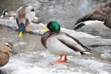Male Mallard searches for food in the melting snow