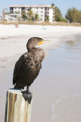 Cormorant Phalacrocorax auritus