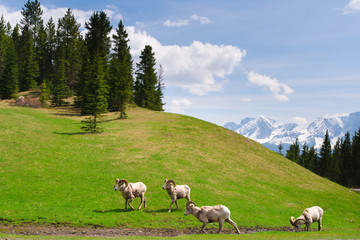 Fototapeta na wymiar Rocky Mountain Big Horned Sheep