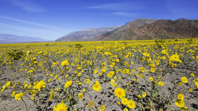 2 axis motion controlled time lapse with dolly pull & pan left motion of vast sea of desert gold during Super Bloom 2016 in Death Valley National Park, California -Long Shot-