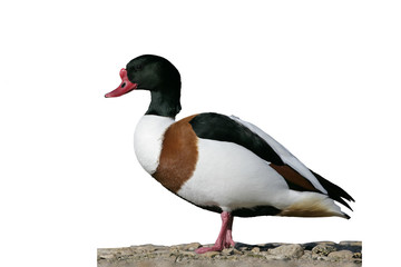 Shelduck, Tadorna tadorna