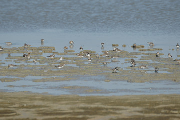 paisajes de aves y marismas en las salinas