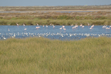 paisajes de aves y marismas en las salinas