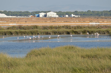 paisajes de aves y marismas en las salinas