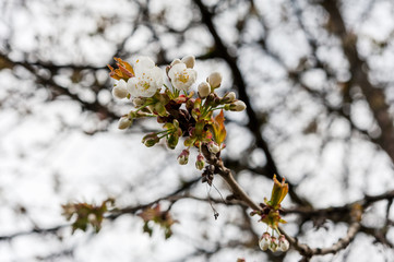 Blossoms of wild cherry tree on branches in spring